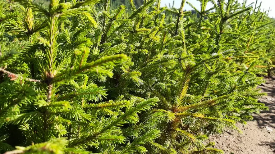 Свердловская область заготовила 2,4 тонны семян для лесовосстановления