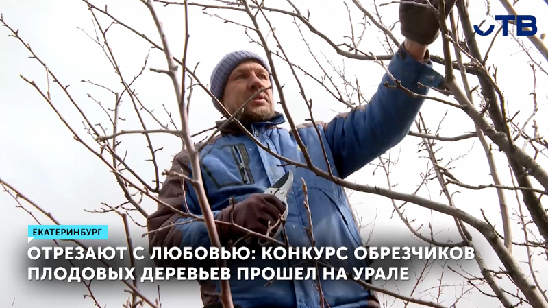 Конкурс обрезчиков плодовых деревьев прошел на Урале