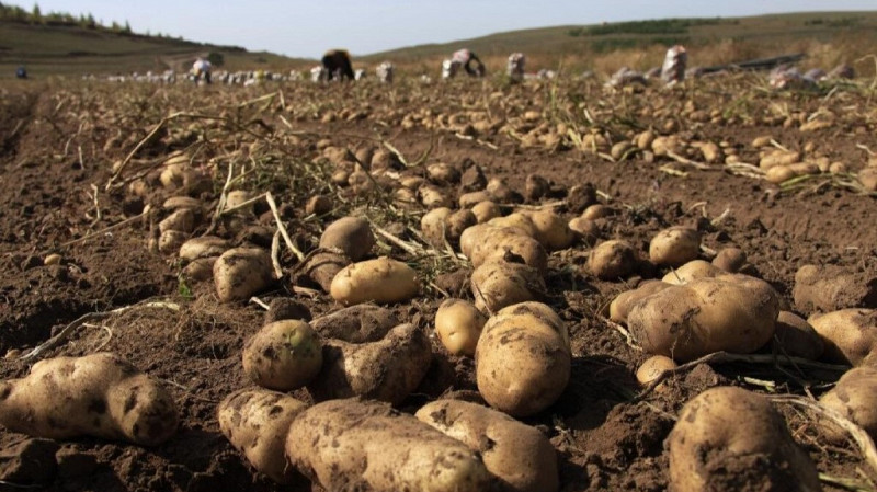 В  Сысертском районе обнаружили неубранный урожай картофеля