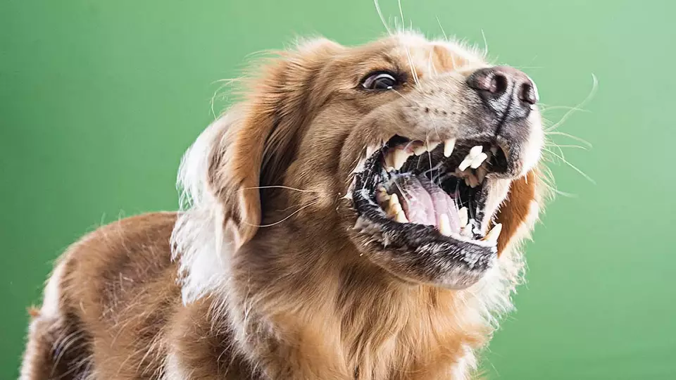 Cвердловская область в числе лидеров по случаям бешенства среди животных в России