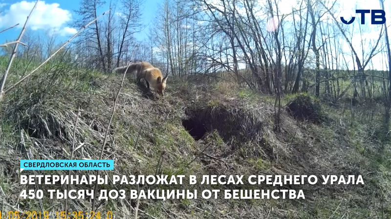 В Свердловской области разложат 500 тысяч вакцин от бешенства