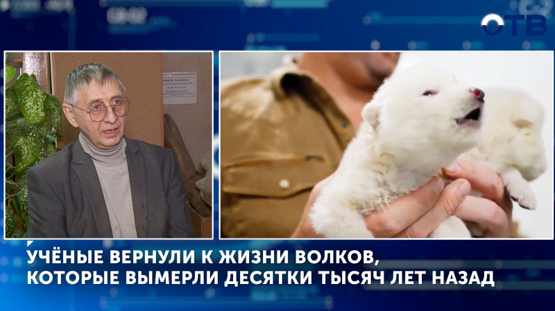 Учёные возродили прототип лютоволка