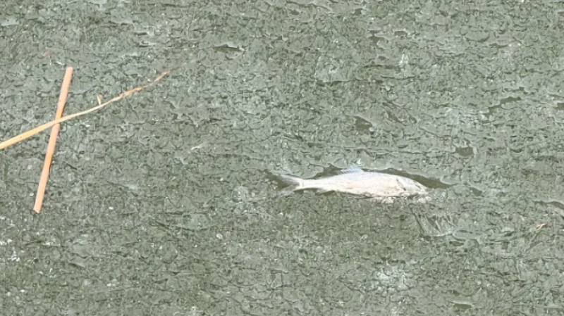 В Тюмени на озере Тихое обнаружили мертвую рыбу