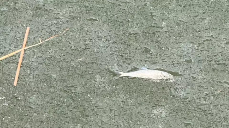 В Тюмени на озере Тихое обнаружили мертвую рыбу