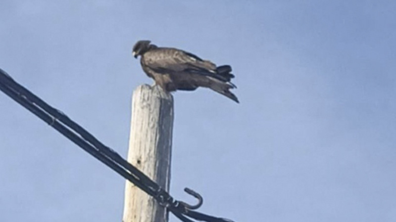 На Ямале заметили редкого чёрного коршуна