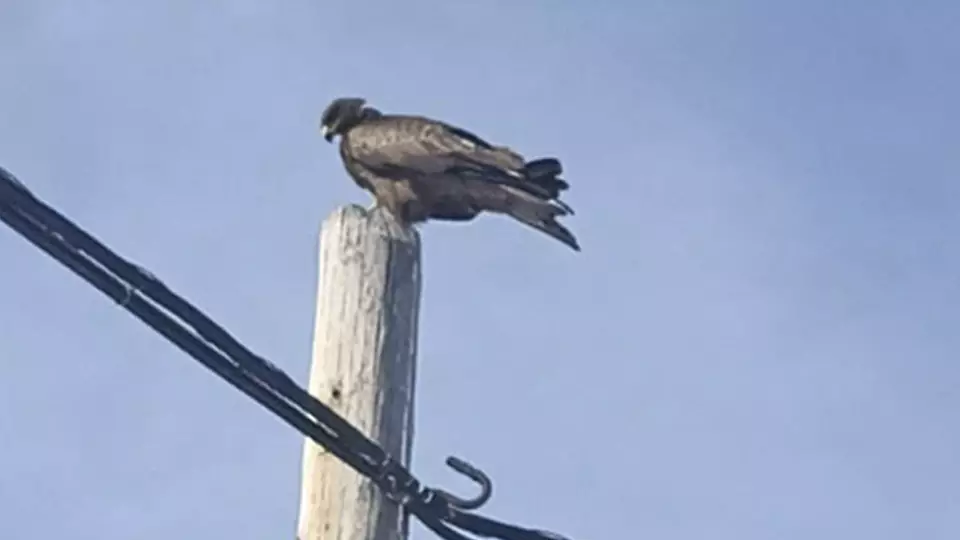 На Ямале заметили редкого чёрного коршуна