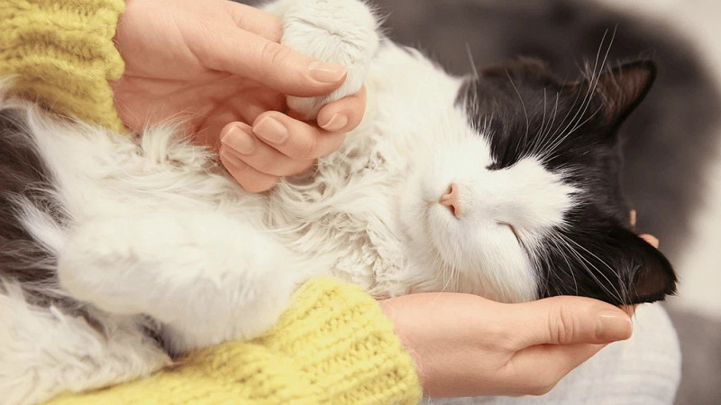 Эксперты: мурлыканье кошек снижает тревогу и боль