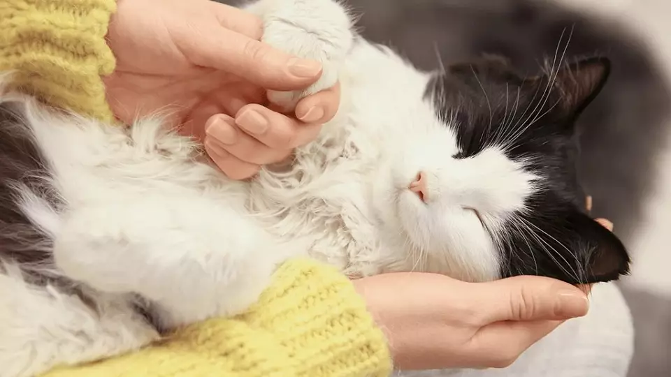 Эксперты: мурлыканье кошек снижает тревогу и боль