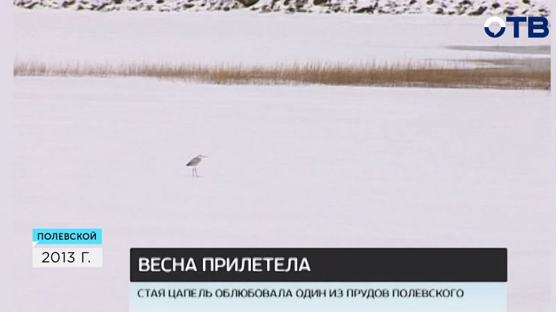 Стая цапель поселилась на пруду в Полевском
