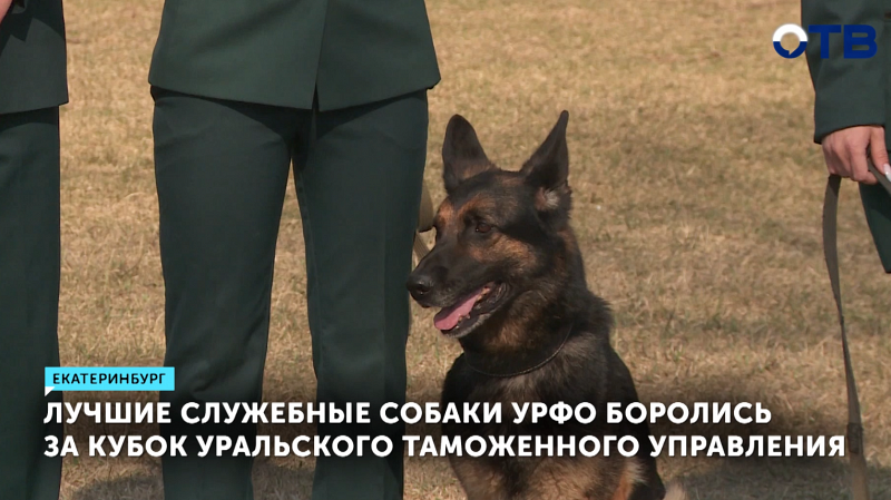Лучшие служебные собаки УрФО соревновались за Кубок таможни