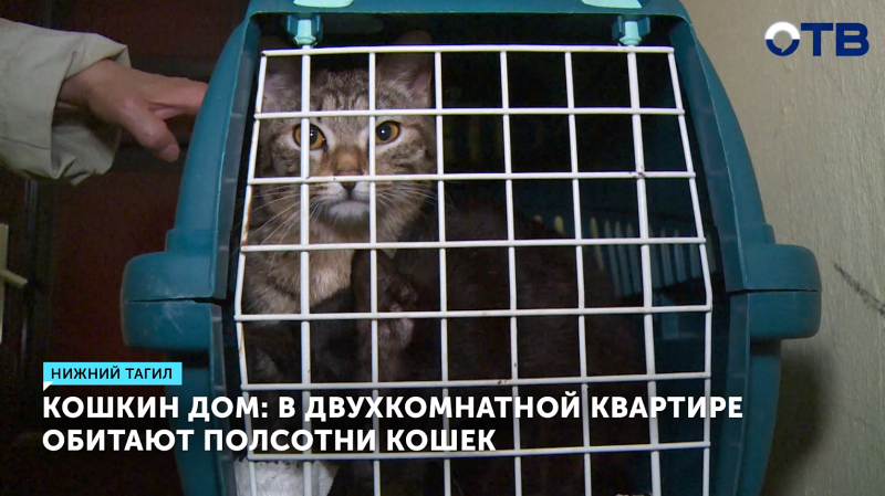 Зоозащитники нашли 50 кошек в антисанитарной квартире
