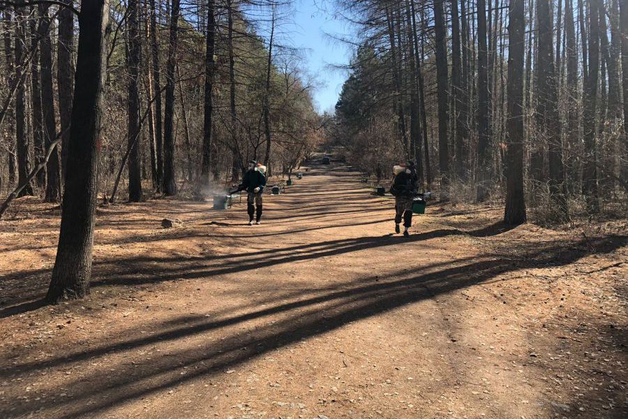 В мае от клещей обработают более 600 гектаров свердловского леса