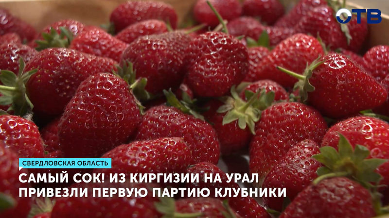 Первая партия клубники из Киргизии прибыла на Урал