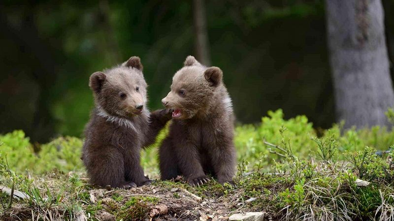 Волонтёр из Екатеринбурга спас двух медвежат из Башкирии