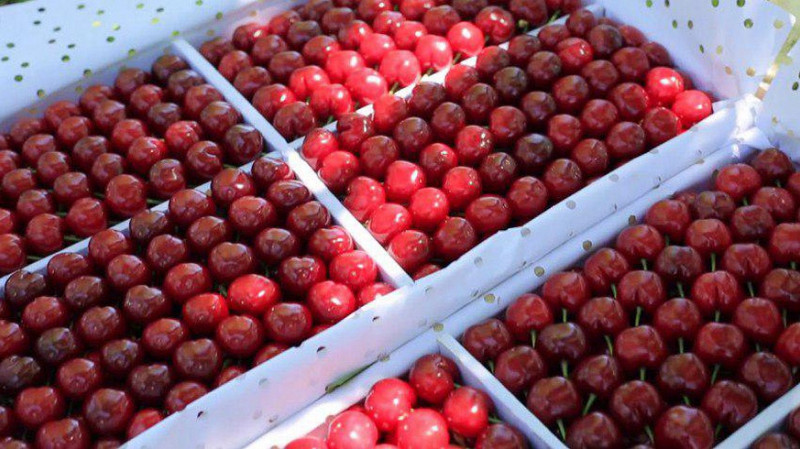 В Свердловскую область из Узбекистана прибыла первая партия черешни и абрикосов