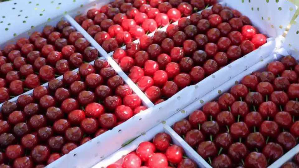 В Свердловскую область из Узбекистана прибыла первая партия черешни и абрикосов