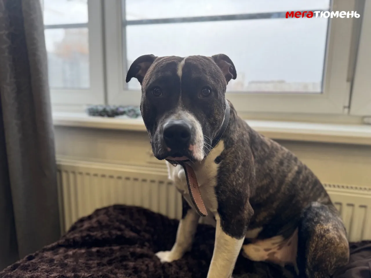 В Тюмени собрали почти 700 тысяч рублей на лечение собаки по кличке Фартовый