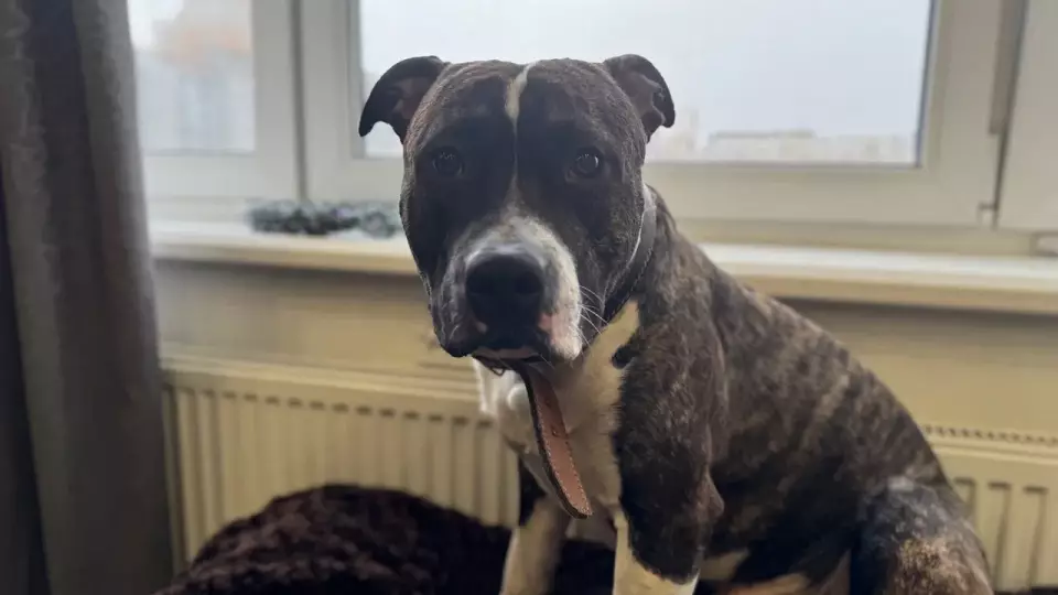 В Тюмени собрали почти 700 тысяч рублей на лечение собаки по кличке Фартовый