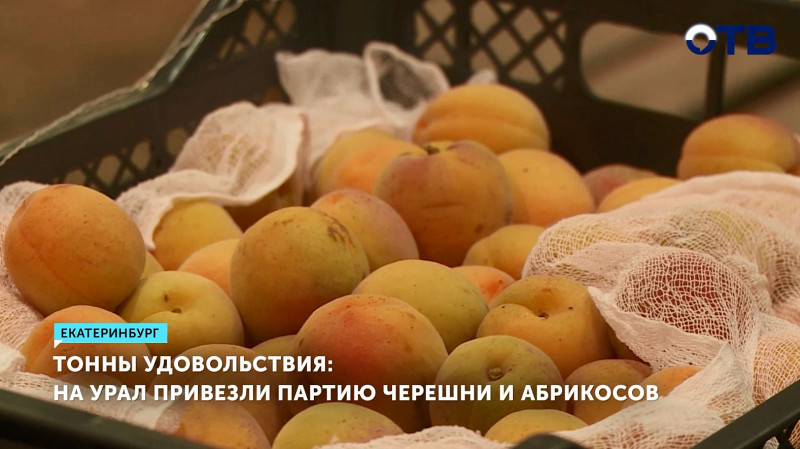 На Урал привезли партию черешни и абрикосов