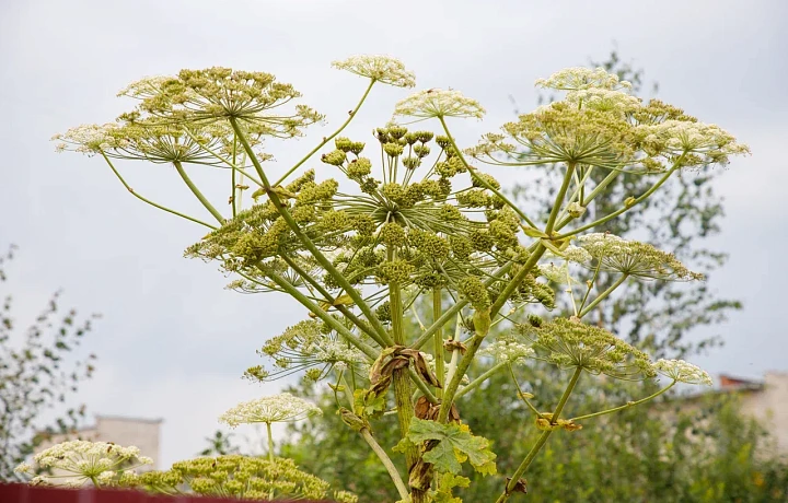 В Туле на детскую площадку привезли землю с борщевиком