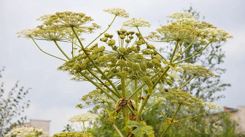 В Туле на детскую площадку привезли землю с борщевиком