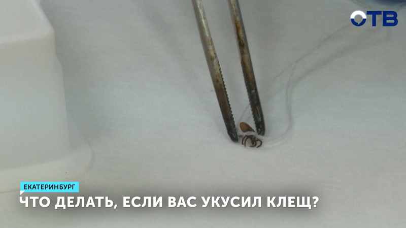 Что делать, если вас укусил клещ?