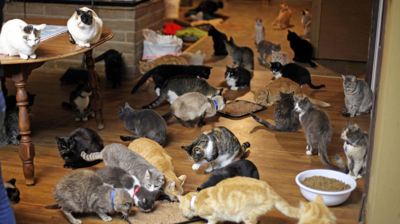 Госдума РФ определит нормы содержания питомцев в квартирах