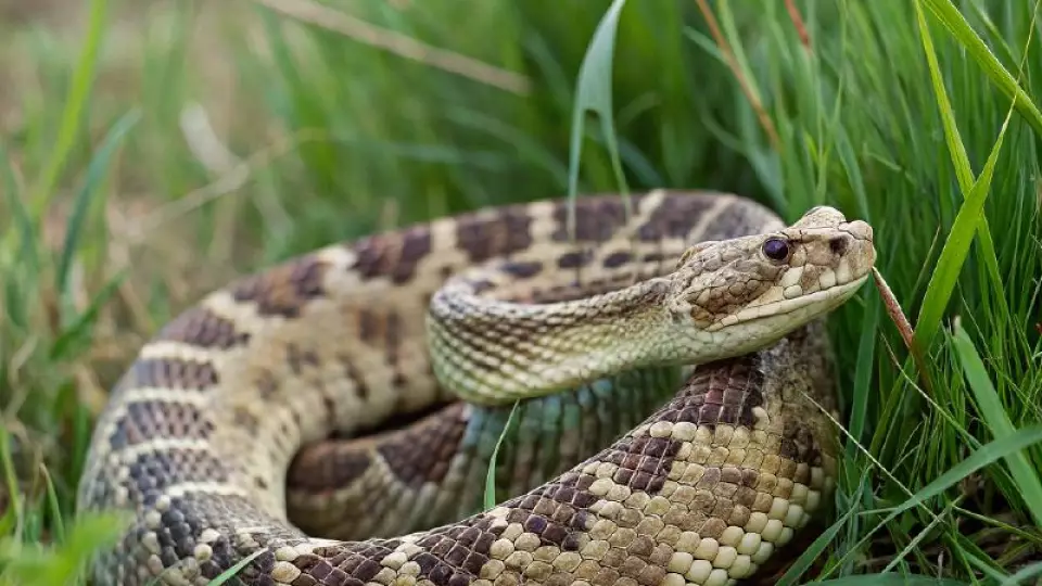 В Свердловской области участились укусы гадюк