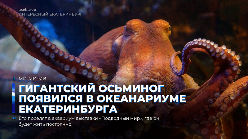 Гигантский осьминог появился в океанариуме Екатеринбурга
