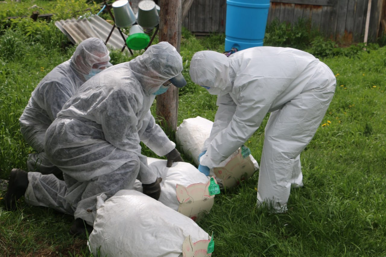 Ветеринары Свердловской области успешно ликвидировали очаг чумы свиней на учениях