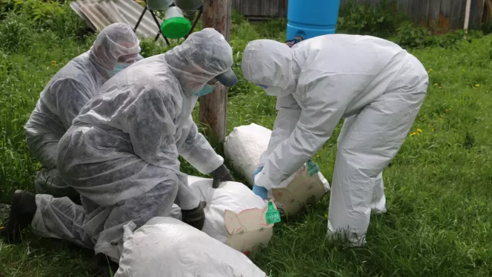 Ветеринары Свердловской области успешно ликвидировали очаг чумы свиней на учениях