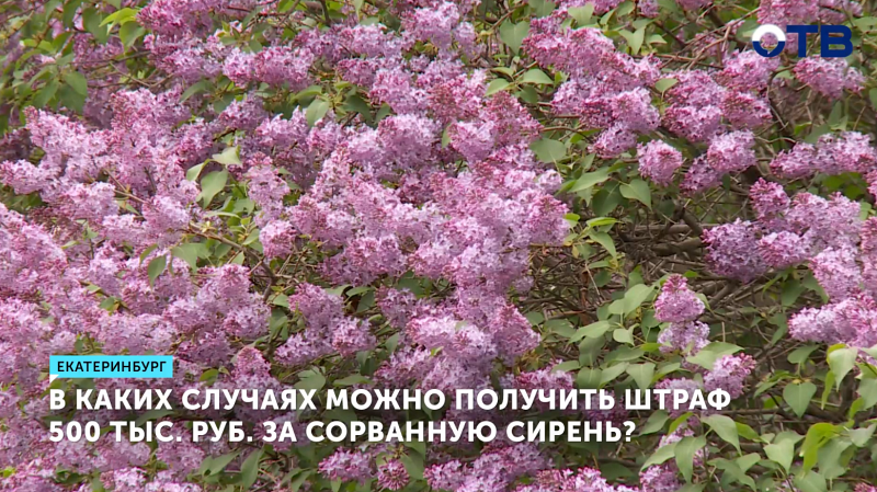 Почему штрафуют за сорванную в парке сирень?