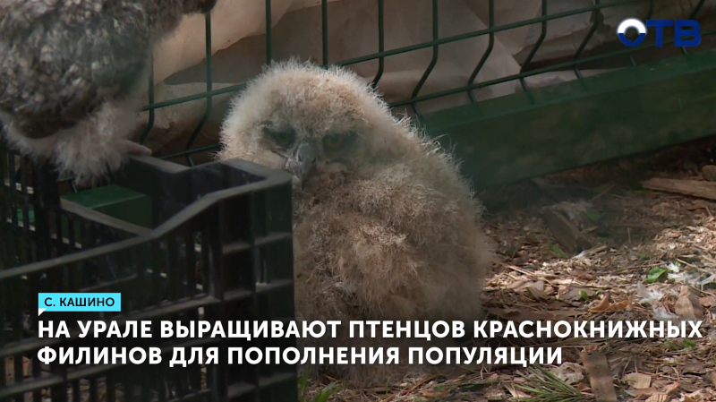 Птенцов редких филинов выращивают в центре «Холзан»