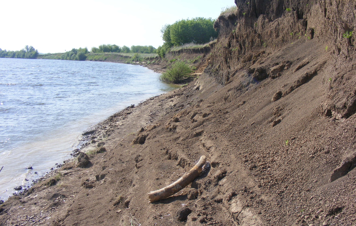 На берегу Оки нашли 6-килограммовый бивень мамонта