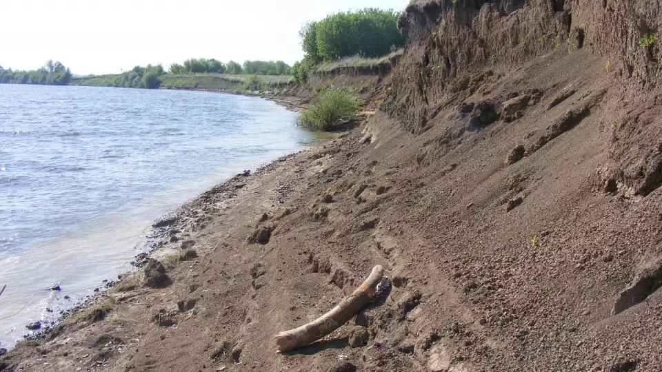 На берегу Оки нашли 6-килограммовый бивень мамонта
