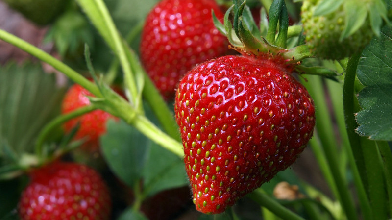 Визуализация клубники снимет стресс