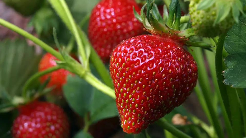 Визуализация клубники снимет стресс