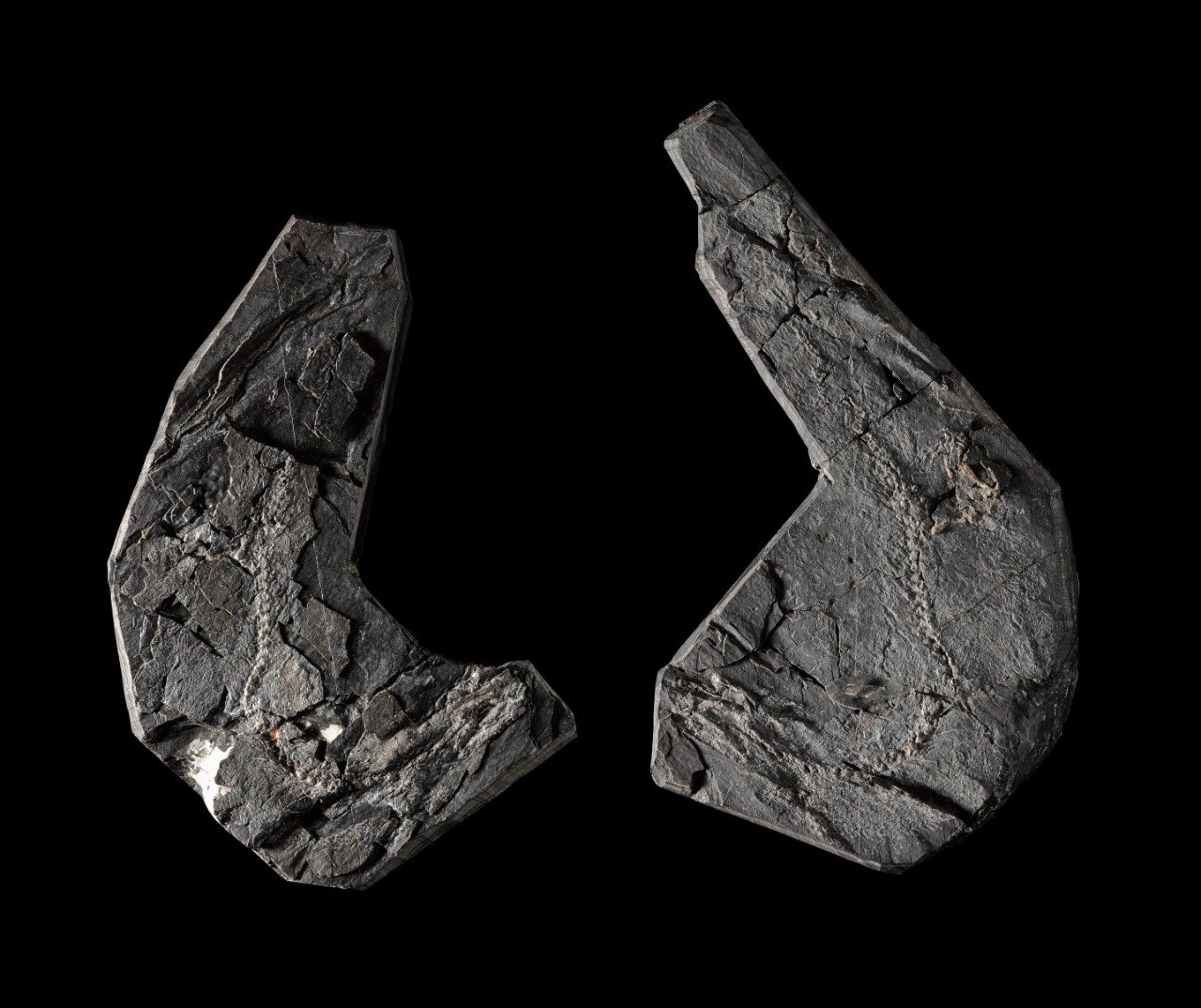 Ученые из Техасского университета обновили возраст древнего предка четвероногих