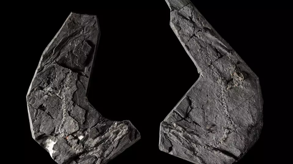 Ученые из Техасского университета обновили возраст древнего предка четвероногих