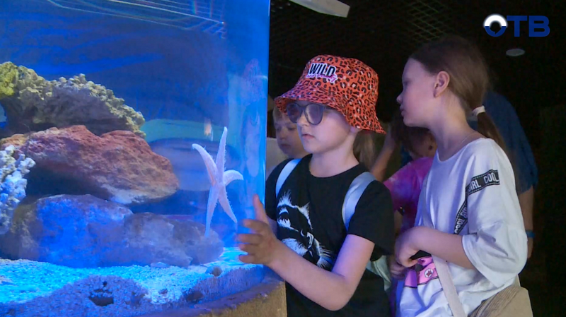 Школьники из Екатеринбурга выиграли экскурсию в Океанариум в проекте «Верный отличник»