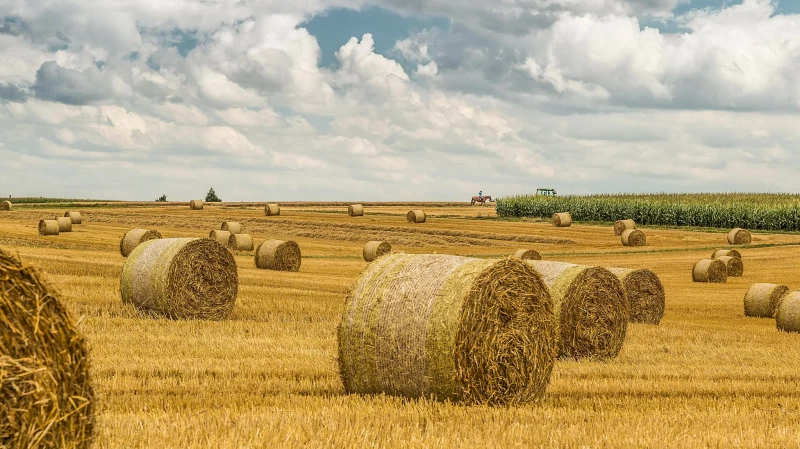 7-летний мальчик поджег 400 тюков сена в Омской области