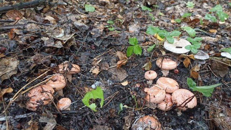 В Свердловской области рыжики и грузди появятся раньше обычного — уже в начале лета