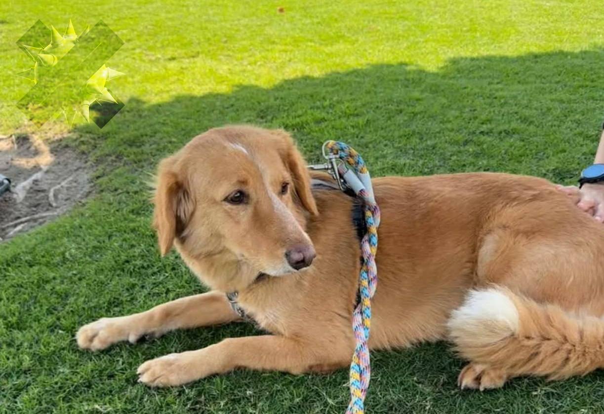 Собака проплыла 161 км, сбежав от новых хозяев