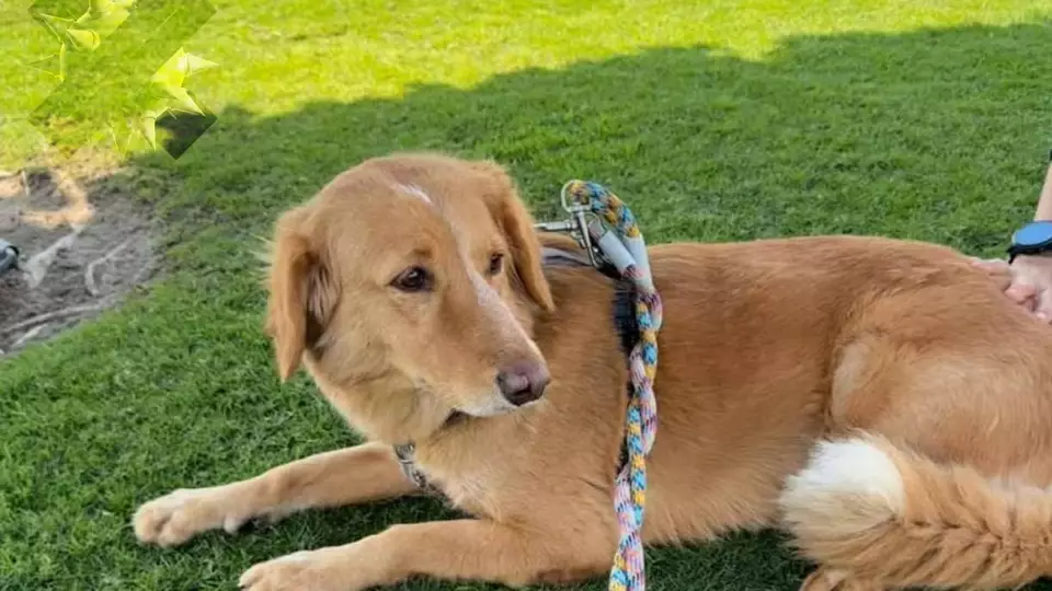 Собака проплыла 161 км, сбежав от новых хозяев