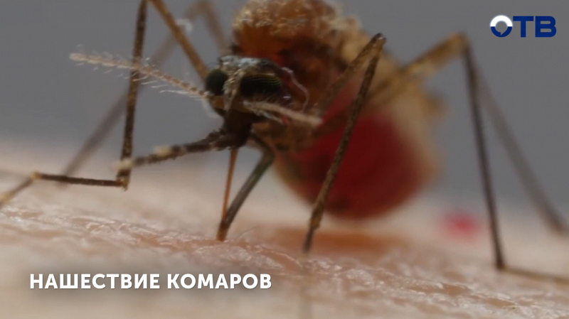 Уральцы страдают от нашествия гигантских комаров