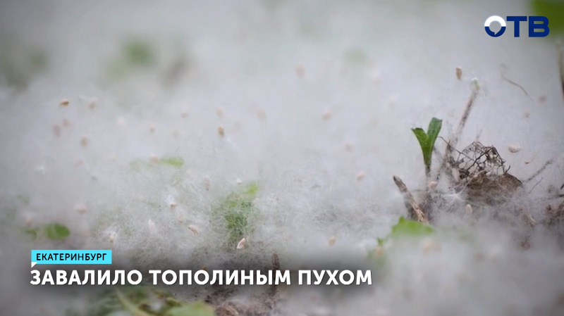 Как долго осталось терпеть тополиный пух в городе?