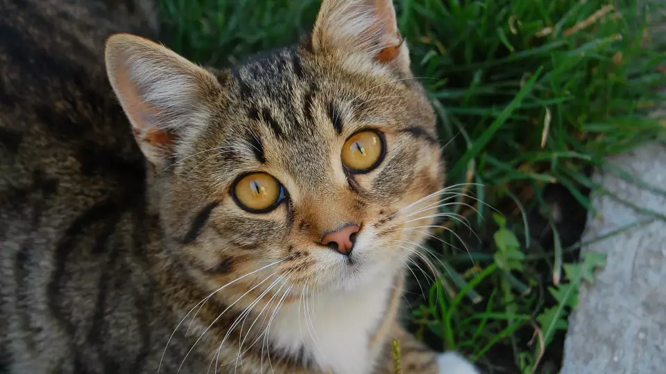 Кошки – потенциальные переносчики птичьего гриппа