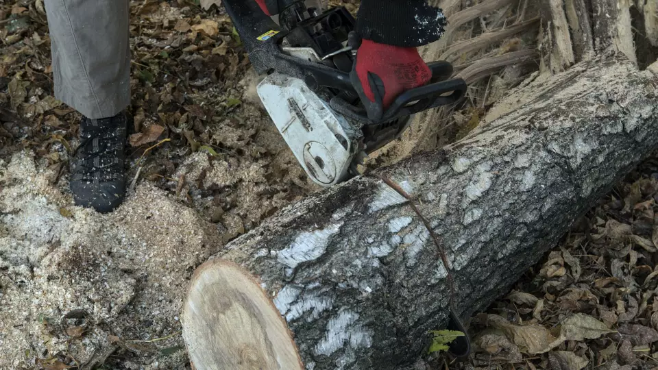 Экскаваторщик незаконно вырубил 116 деревьев под Верхней Пышмой