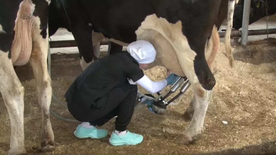 Нилуфар Юнусзода из Пышминского района стала лучшим оператором машинного доения