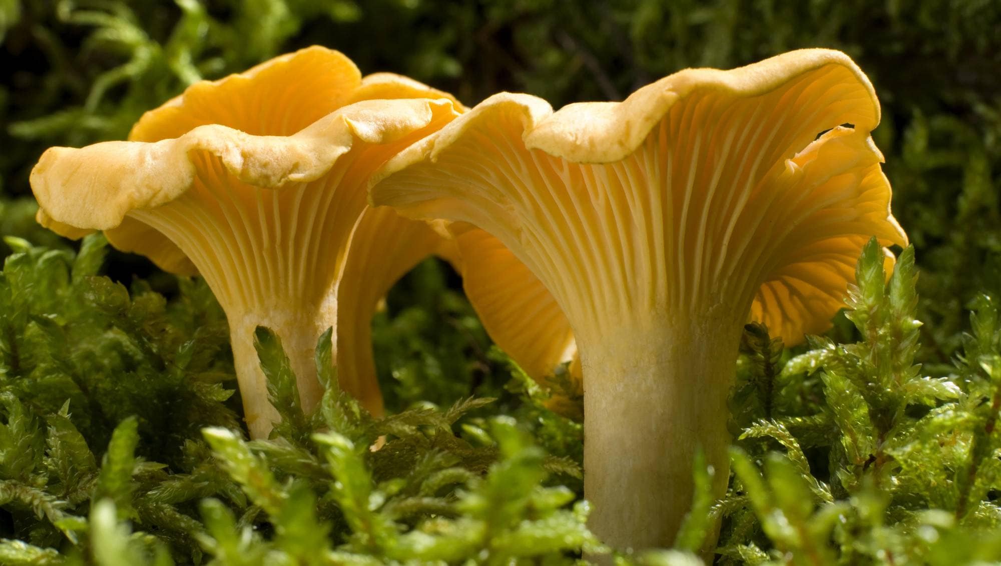 Сезон сбора лисичек открыт в Свердловской области